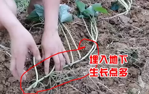 我的世界红树苗怎么种　我的世界云杉树苗怎么种-第3张