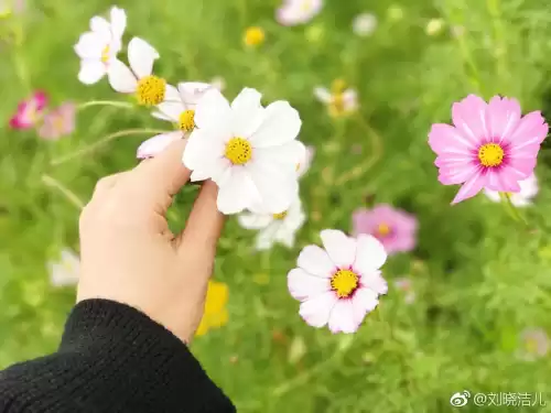 万玉枝与高咏怎么认识的　高枝枝和李双银最终还是在一起吗-第24张