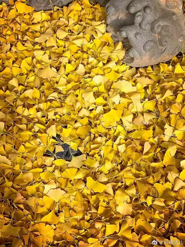 万玉枝与高咏怎么认识的　高枝枝和李双银最终还是在一起吗-第28张