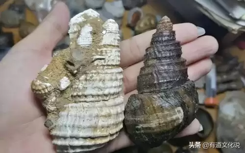 野生大螺丝能吃吗　螺蛳青-第5张