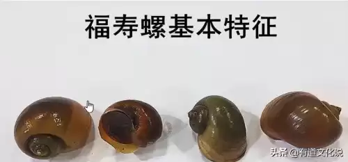 野生大螺丝能吃吗　螺蛳青-第6张