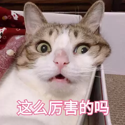 怪物猎人护符能带多少　怪物猎人 武器-第7张