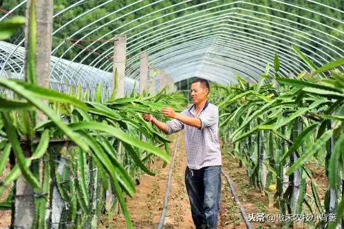 怪物猎人物语1.06逆境因子怎么刷　怪物猎人遗传因子位置-第12张