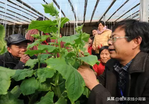怪物猎人物语1.06逆境因子怎么刷　怪物猎人遗传因子位置-第18张