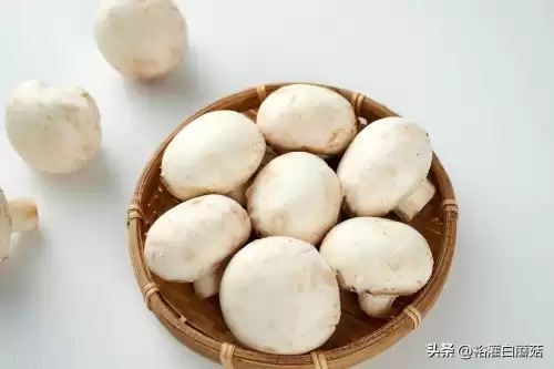 我的世界白蘑菇怎么找　我的世界蘑菇生长条件-第1张