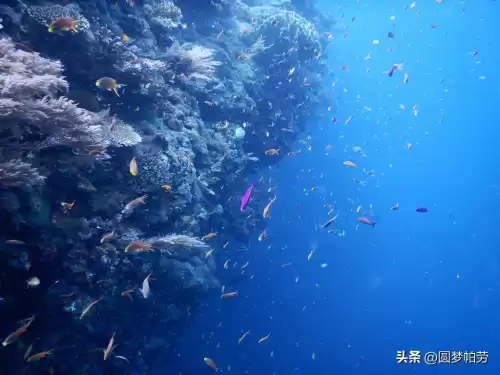 洛克王国海下探险在哪　洛克王国探险者的3个东西在哪教程-第7张