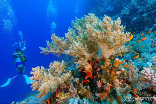 洛克王国海下探险在哪　洛克王国探险者的3个东西在哪教程-第5张