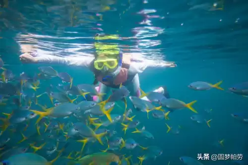 洛克王国海下探险在哪　洛克王国探险者的3个东西在哪教程-第10张