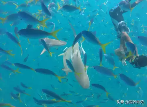 洛克王国海下探险在哪　洛克王国探险者的3个东西在哪教程-第9张