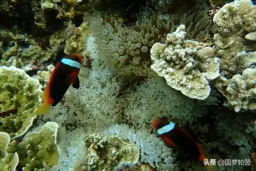 洛克王国海下探险在哪　洛克王国探险者的3个东西在哪教程-第13张