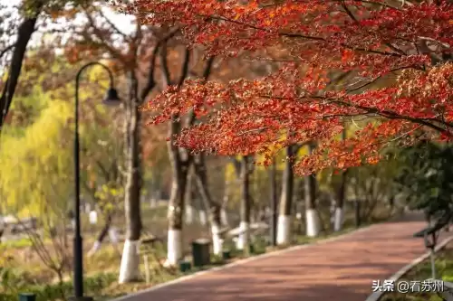 苏州桃花岛风景区在哪里　金鸡湖桃花岛开放时间-第4张