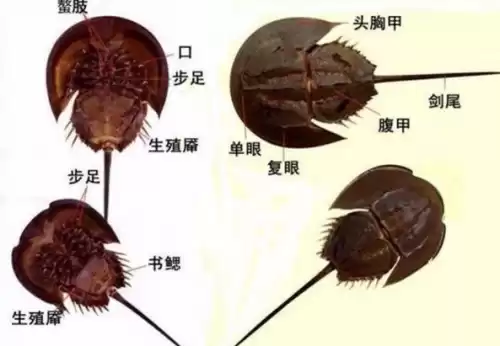 绝地求生怎么把蓝血变红色　绝地求生怎么调血的颜色-第3张
