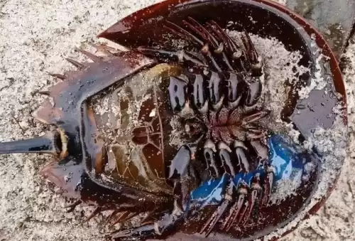 绝地求生怎么把蓝血变红色　绝地求生怎么调血的颜色-第4张