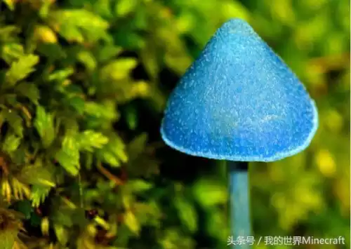 我的世界里蘑菇是什么　我的世界里的牛怎么驯服-第1张