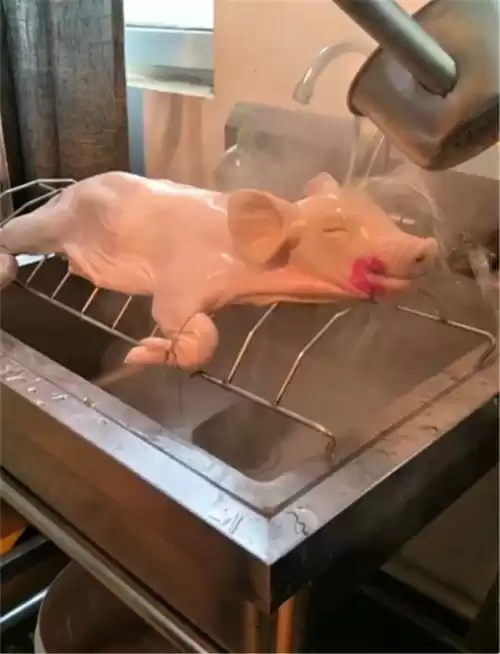 烫猪仔是什么意思　猪仔的拼音-第1张