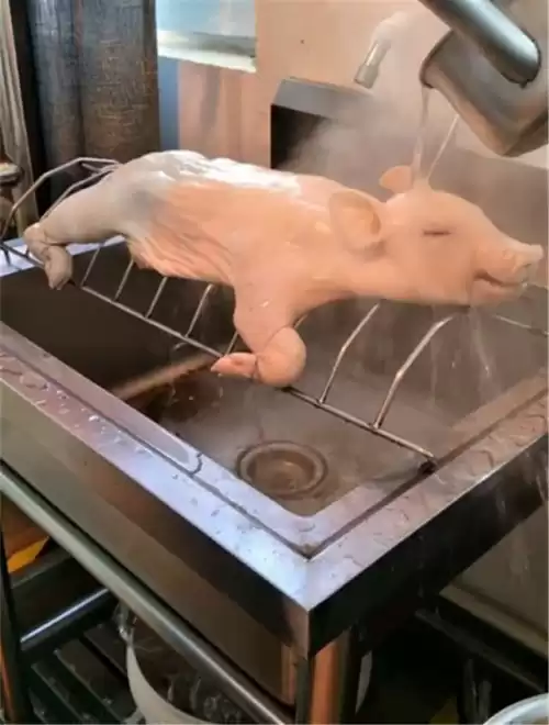 烫猪仔是什么意思　猪仔的拼音-第2张