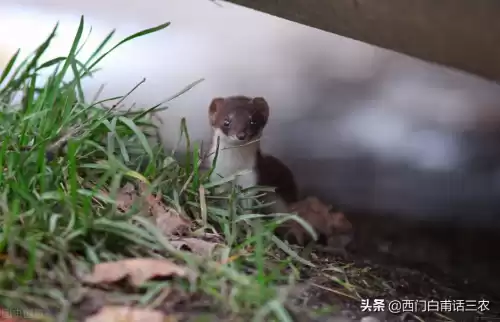 黄鼠狼能吃鸡吗　黄鼠狼吃鸡怎么办-第1张