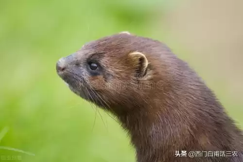 黄鼠狼能吃鸡吗　黄鼠狼吃鸡怎么办-第3张