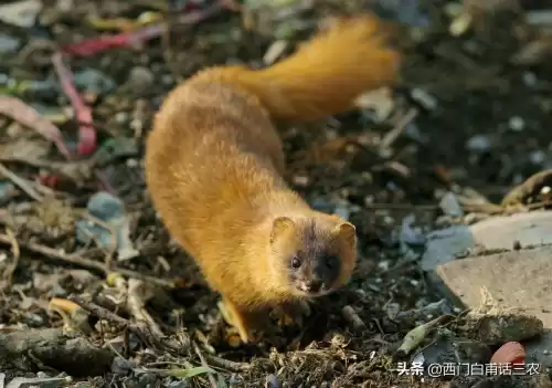 黄鼠狼能吃鸡吗　黄鼠狼吃鸡怎么办-第6张