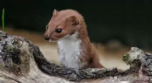 黄鼠狼能吃鸡吗　黄鼠狼吃鸡怎么办-第4张