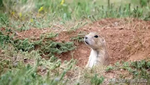 黄鼠狼能吃鸡吗　黄鼠狼吃鸡怎么办-第7张