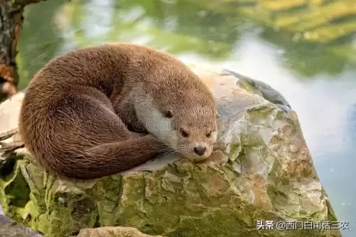 黄鼠狼能吃鸡吗　黄鼠狼吃鸡怎么办-第9张