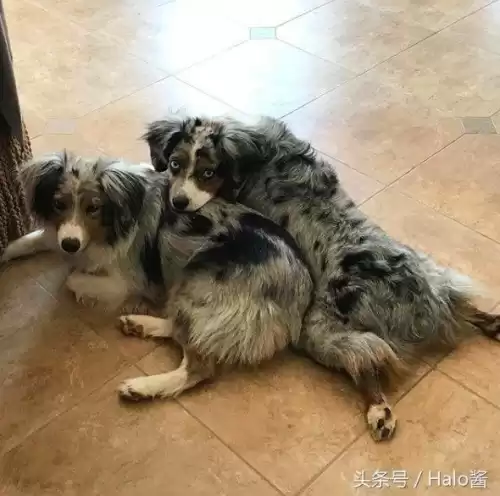 迷你世界怎么让狗生孩子视频　有什么办法让狗狗不生育-第6张