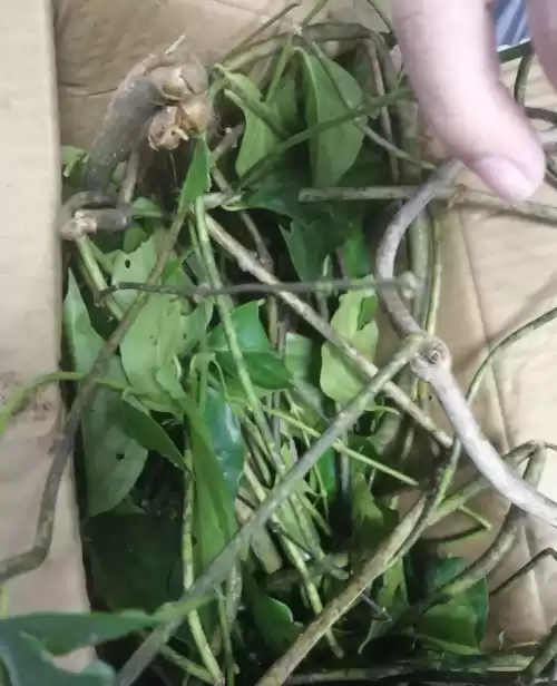 断肠草能治什么病　断肠草的正确食用方法-第3张