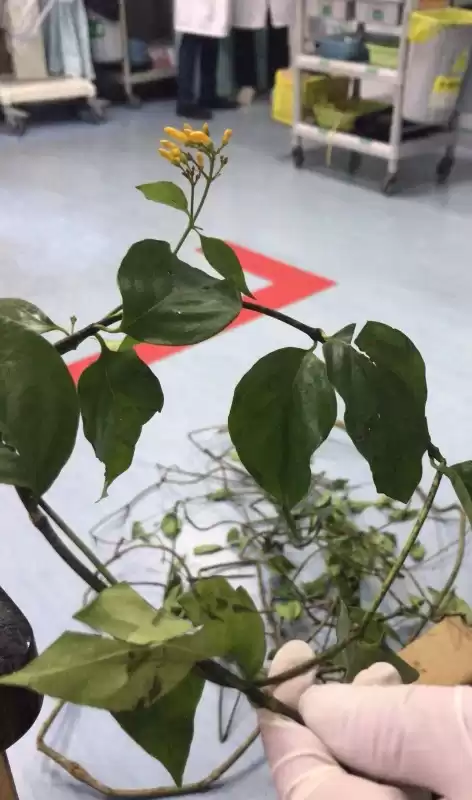 断肠草能治什么病　断肠草的正确食用方法-第2张