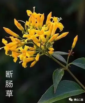 断肠草能治什么病　断肠草的正确食用方法-第5张