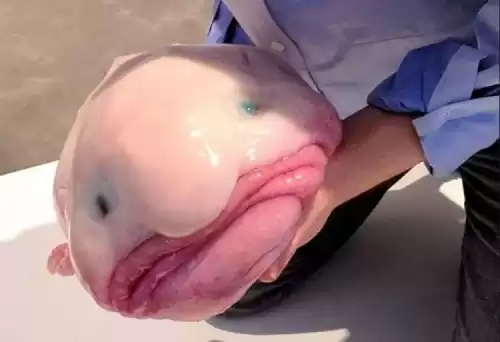 狼鳗鱼为什么不能捉　鳗鱼和海鳗鱼是一种鱼吗-第2张