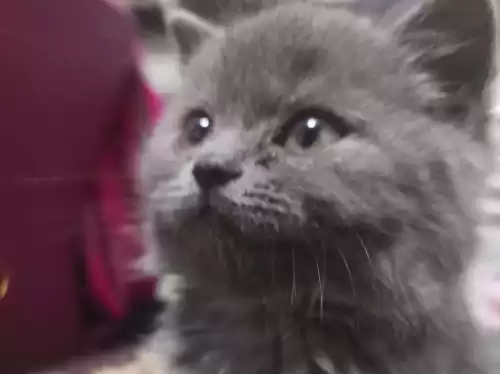 原神大猪雪王在哪里　雪中的猪-第1张