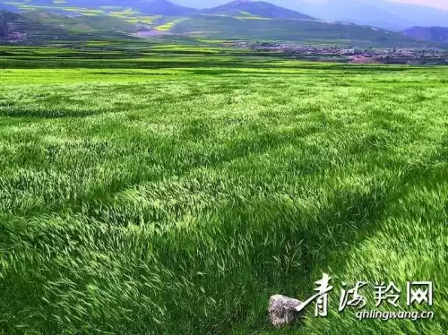 洛克王国潘多许愿蛋怎么用　洛克王国波波拉的蛋-第1张