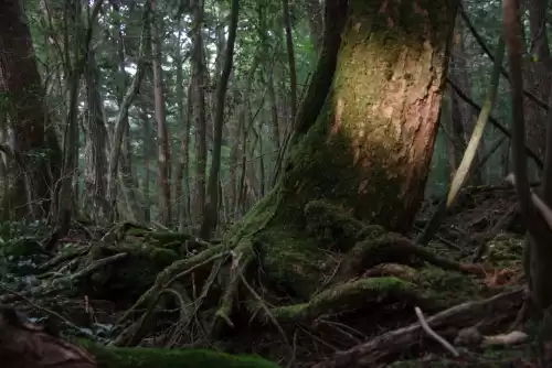 樱花校园停尸房有什么用　樱花校园地下室在哪儿-第24张