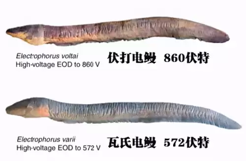 人工电能电死电鳗吗　用高压电电电鳗会怎样-第2张