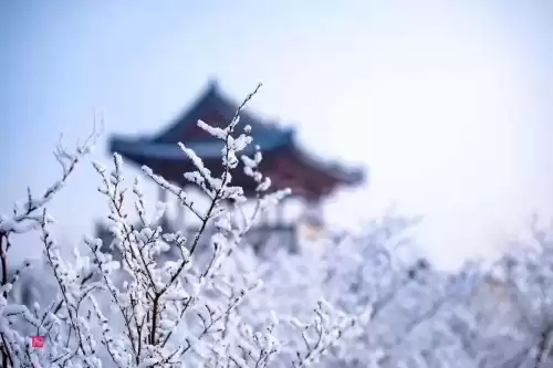 悠久之树雪华怎么获得　绝缘之旗印圣遗物在哪刷-第2张