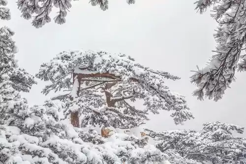 悠久之树雪华怎么获得　绝缘之旗印圣遗物在哪刷-第3张