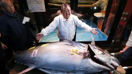 蓝鳍金枪鱼多少钱一斤　30万一条的蓝鳍金枪鱼-第1张