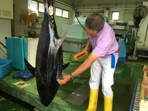 蓝鳍金枪鱼多少钱一斤　30万一条的蓝鳍金枪鱼-第5张