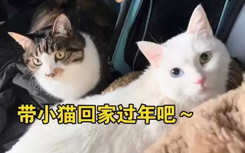 怪物猎人p3猫怎么带　怪物猎人p3随从猫推荐-第1张