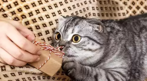 怪物猎人p3猫怎么带　怪物猎人p3随从猫推荐-第2张