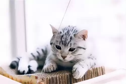 怪物猎人p3猫怎么带　怪物猎人p3随从猫推荐-第3张