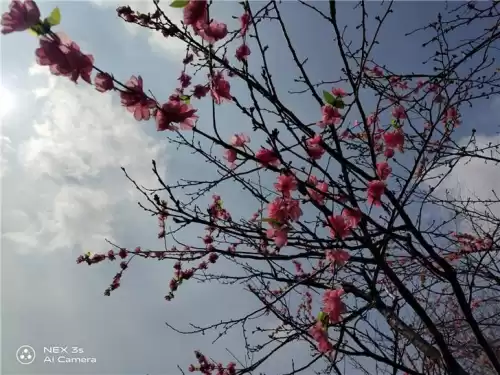 狂野星球之旅琥珀怎么融化　狂野星球之旅铝怎么获得-第44张