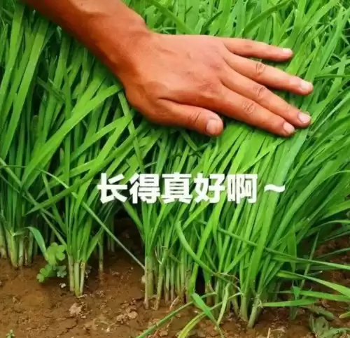 为什么原神下载不了日语　原神怎么换成日语-第4张