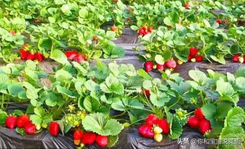 wowtheyresobig什么意思　wow how nice什么意思-第5张