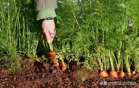 wowtheyresobig什么意思　wow how nice什么意思-第10张
