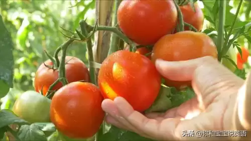 wowtheyresobig什么意思　wow how nice什么意思-第13张