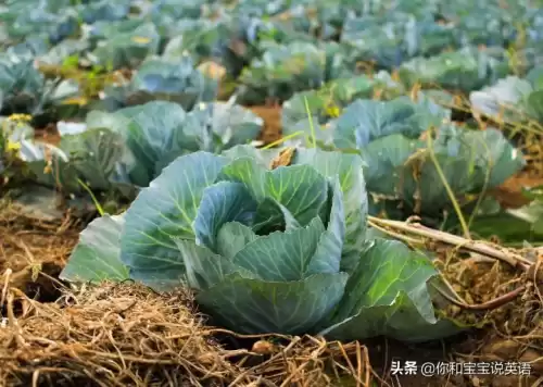 wowtheyresobig什么意思　wow how nice什么意思-第18张