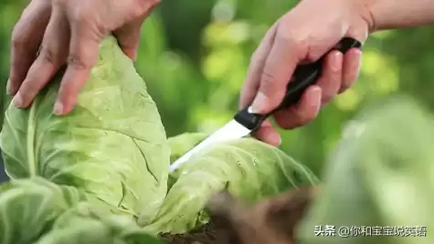 wowtheyresobig什么意思　wow how nice什么意思-第19张