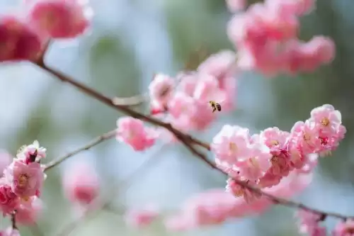惊蛰的蛰怎么发音呢　什么是惊蛰-第23张
